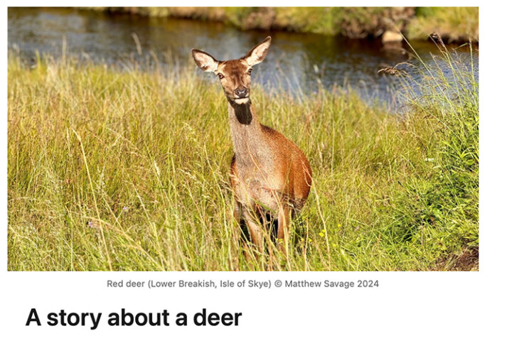 A story about a deer