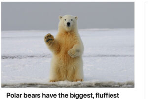 Polar bears have the biggest fluffiest paws