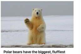 Polar bears have the biggest fluffiest paws