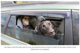 The back seat is crowded